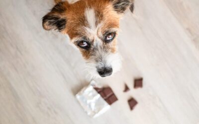 What to do if your dog eats chocolate